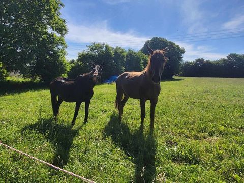 Faith est une adorable jument de 27 ans qui cherche sa famille pour la vie. 100 35680 Verg�al