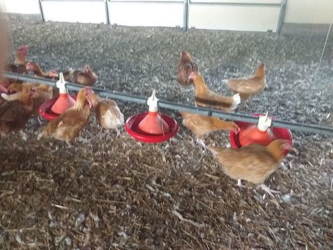 poulets et poulettes fermiers 3 80140 Fresnoy-andainville