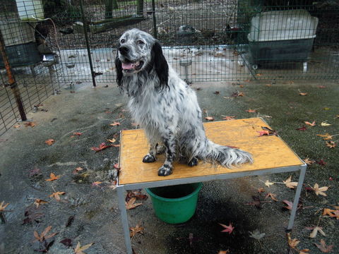 SETTER ANGLAIS 150 85500 Saint-paul-en-pareds