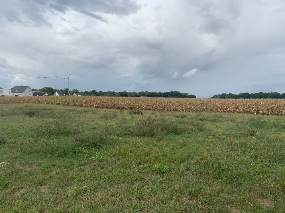 Terrains  batir   Bindernheim (67600)