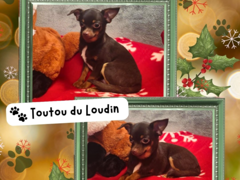 Chiot chihuahua mâle poils courts 450 18140 Prcy