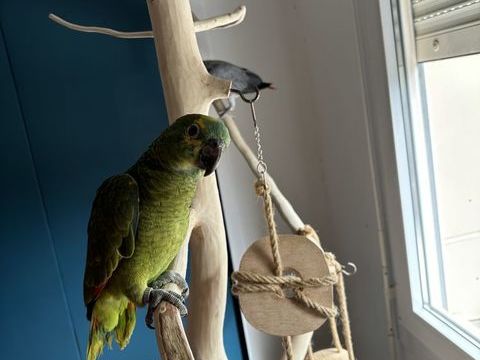 Amazone a front bleu 2700 54120 Baccarat