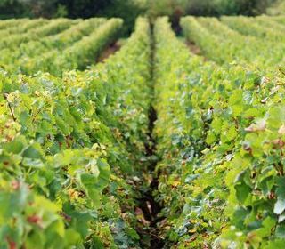  Propri�t�/ch�teau � vendre 15 + pi�ces 400 m�