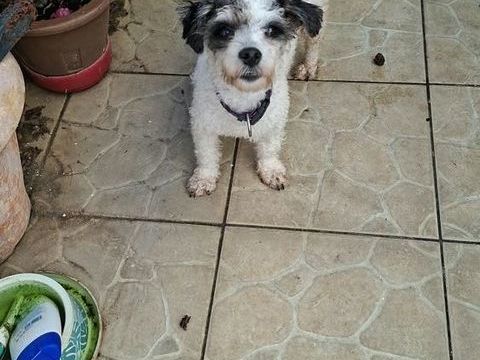 A ADOPTEE BELLA 0 75018 Paris