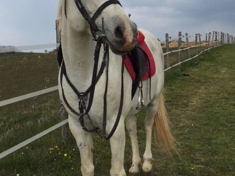 Cheval arabe 2500 70130 Fresne-saint-mams