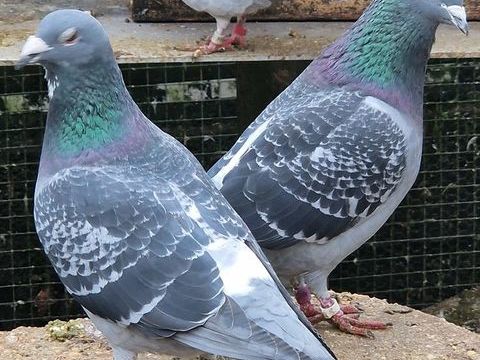 Couple Pigeon voyageur 60 91640 Vaugrigneuse