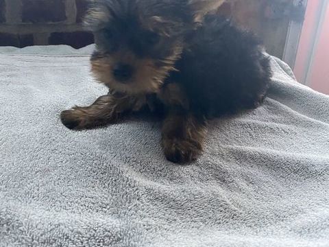 Chiots Yorkshires 850 62120 Aire-sur-la-lys