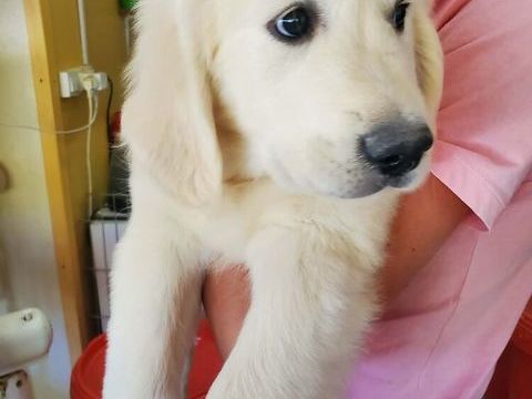 Chiot m&acirc;le Golden Retriever LOF 1700 71310 Mervans