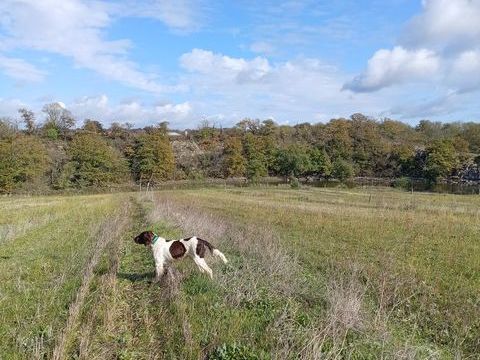 Saillie chien épagneul-français 10 79100 Thouars