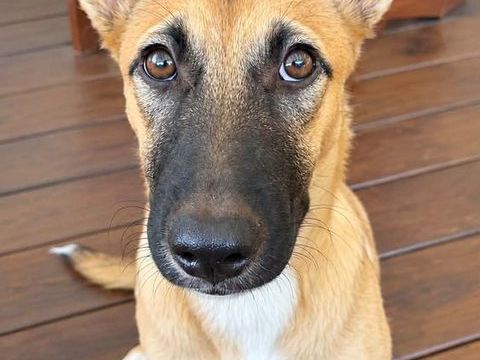 Isis la mini crois&eacute;e malinoise 300 60500 Chantilly