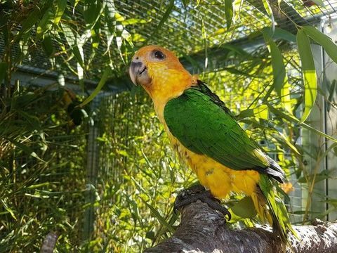 Couple de ca&iuml;ques &agrave; t&ecirc;te orange 1500 35310 Br�al-sous-montfort