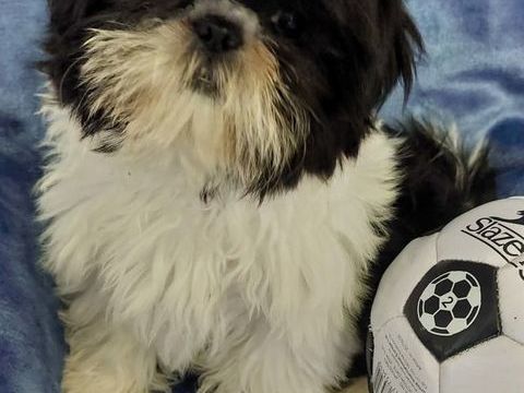 Shih tzu 690 86220 Les ormes