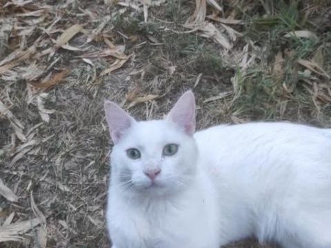 CAPTAIN COOK 1 26780 Espeluche