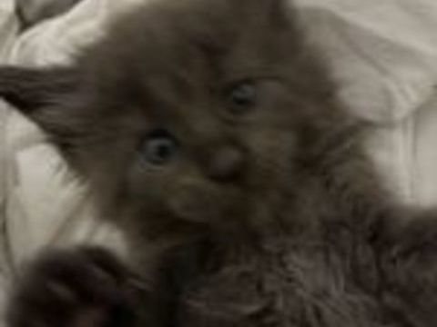   Chatons Maine Coon non LOOF à réserver 
