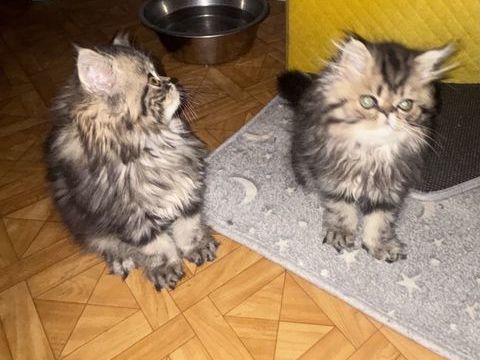 2 chatons persan LOOF 1000 89690 Chéroy