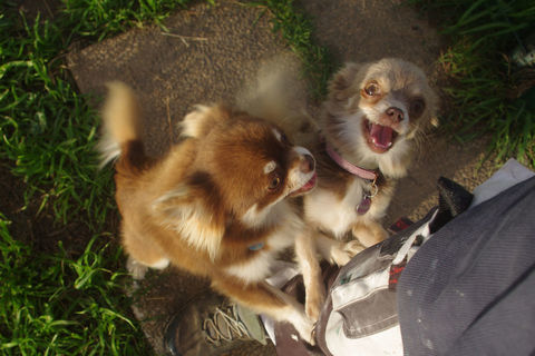 Chihuahua chocolat poils longs 0 82100 Labastide-du-temple