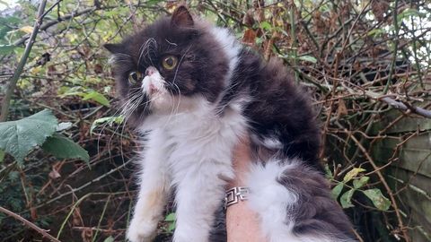 Chat persan femelle 4ans non loof
290 29190 Pleyben