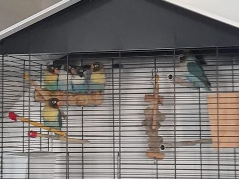 INSEPARABLE 50 38450 Vif