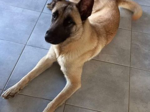 Roxy pour une nouvelle vie 0 34420 Cers