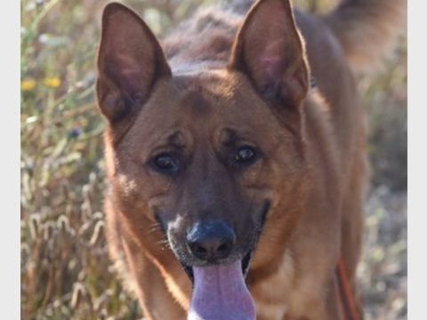 SKOL 300 27620 Gasny