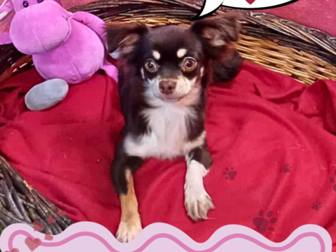 Chiot chihuahua femelle poils longs 600 18140 Pr�cy