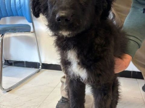 BEVERLY petite crois&eacute;e n&eacute;e le 27/08/2025 300 37100 Tours