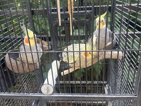 Trio de Calopsittes bagu&eacute;es avec grande cage m&eacute;tallique 250 93130 Noisy-le-sec