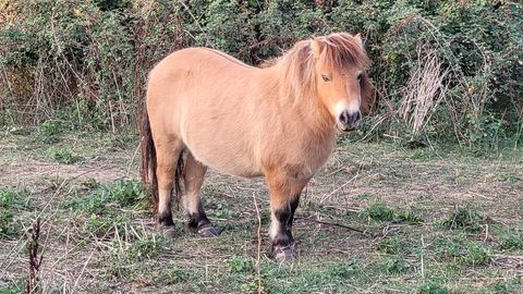 ponette shetland 80 cm 500 85570 L'hermenault