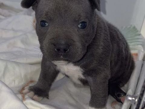 Staffordshire bull terrier 1800 51310 Esternay