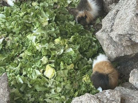 cochon d'inde 10 13310 Saint-martin-de-crau