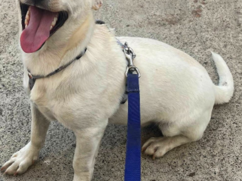 A L'ADOPTION BRUNO 0 75018 Paris