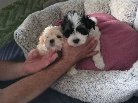 vente de chiots 1000 44260 La chapelle-launay