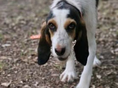 Chien ORPHEE &agrave; l adoption 210 26130 Monts�gur-sur-lauzon