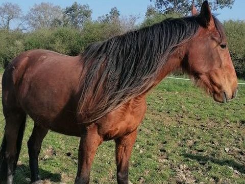 Jument trotteuse r&eacute;form&eacute;e tr&egrave;s douce 0 49440 Cand�
