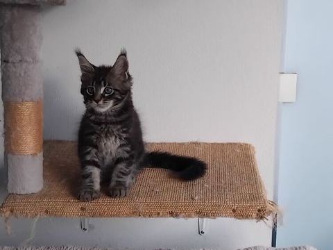 Adorables chatons Maine Coon &agrave; r&eacute;server m&acirc;les et femelles.
1000 06150 Cannes la bocca