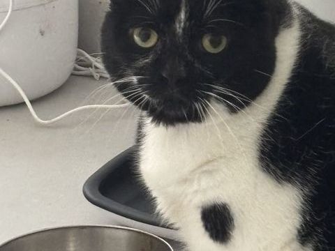 Recherche nouvelle famille aimante pour Shaza. 0 95620 Parmain