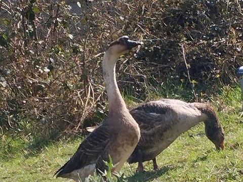 Oie de Toulouse et Jars de Guin&eacute;e en couple 35 61150 R�nes