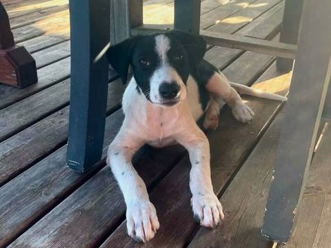 ✨️ TANIN ✨️ 🐶 290 79000 Bessines