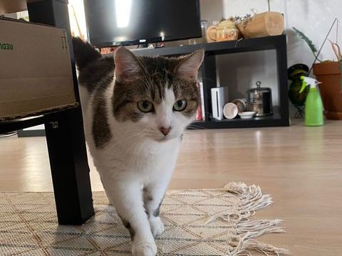 Imprévue, femelle type Européen née en 2016 200 35000 Rennes