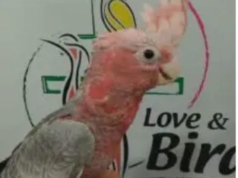 Cacatoes rosalbin 1100 57000 Metz