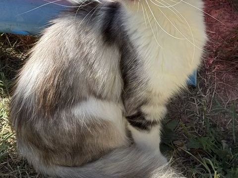 MAINE COON JEUNE ADO LOOF FM 650 31190 Mauressac