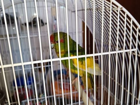 Kakariki panaché à front rouge 60 83520 Roquebrune-sur-argens