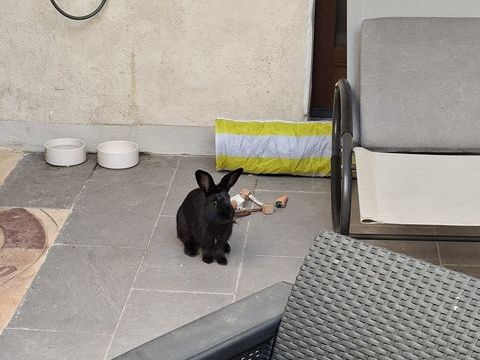 Lapin bélier/fermier 15 34530 Montagnac