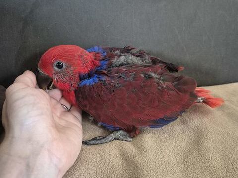 Femelle eclectus 2 mois eam 200 80150 Estr�es-l�s-cr�cy
