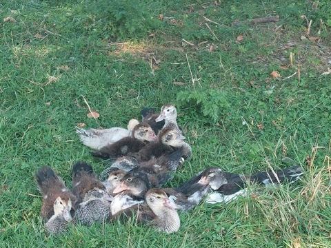 CANNETONS DE BARBARUE 0 76850 Bracquetuit