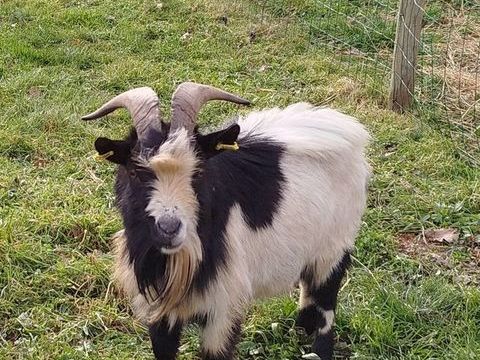Neurosis, bouc nain crois&eacute; &agrave; adopter 50 44530 S�v�rac