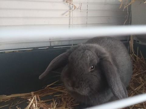 recherche lapin nain belier a donner dans le 76 0 76440 Roncherolles-en-bray