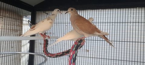 Tourterelles domestiques  5 01350 Culoz