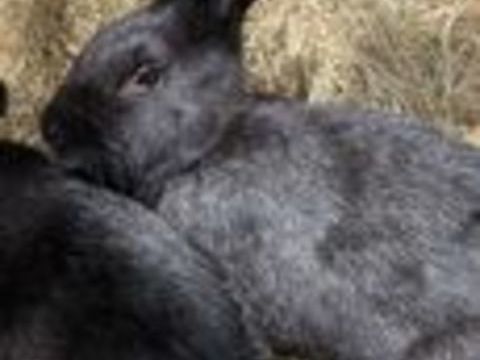   Lapins argenté de champagne 