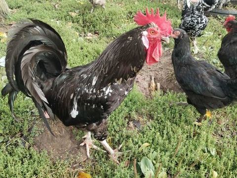 Poule et coq de Gournay 35 22230 Merdrignac